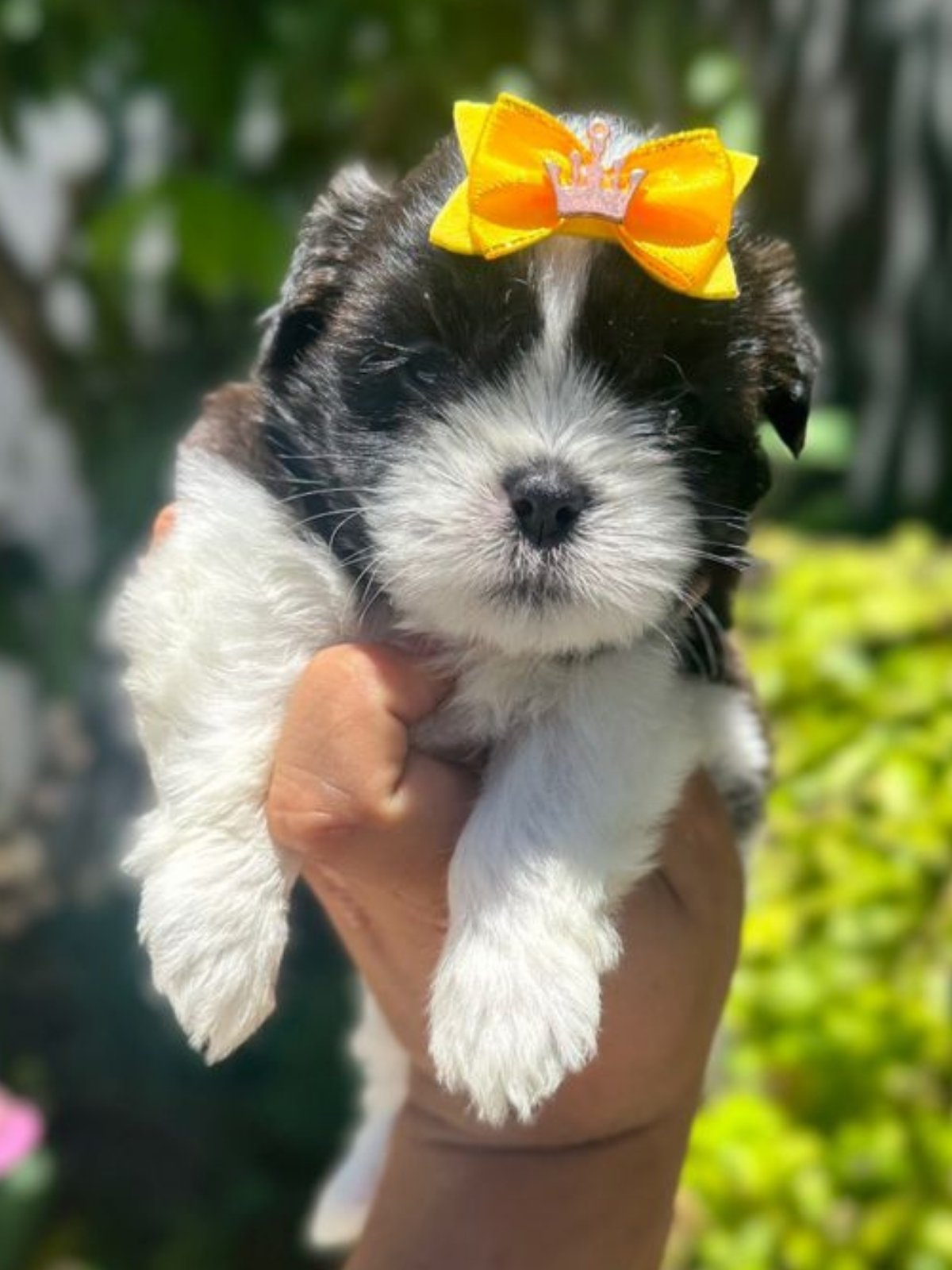 Shi Tzu